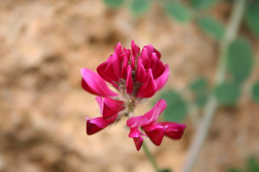 Fiori sul mare-Isola Capo Rizzuto (Crotone)